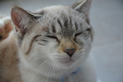 Free stock photo of chat, chat nuage, fÃ lin dort Stock Photo