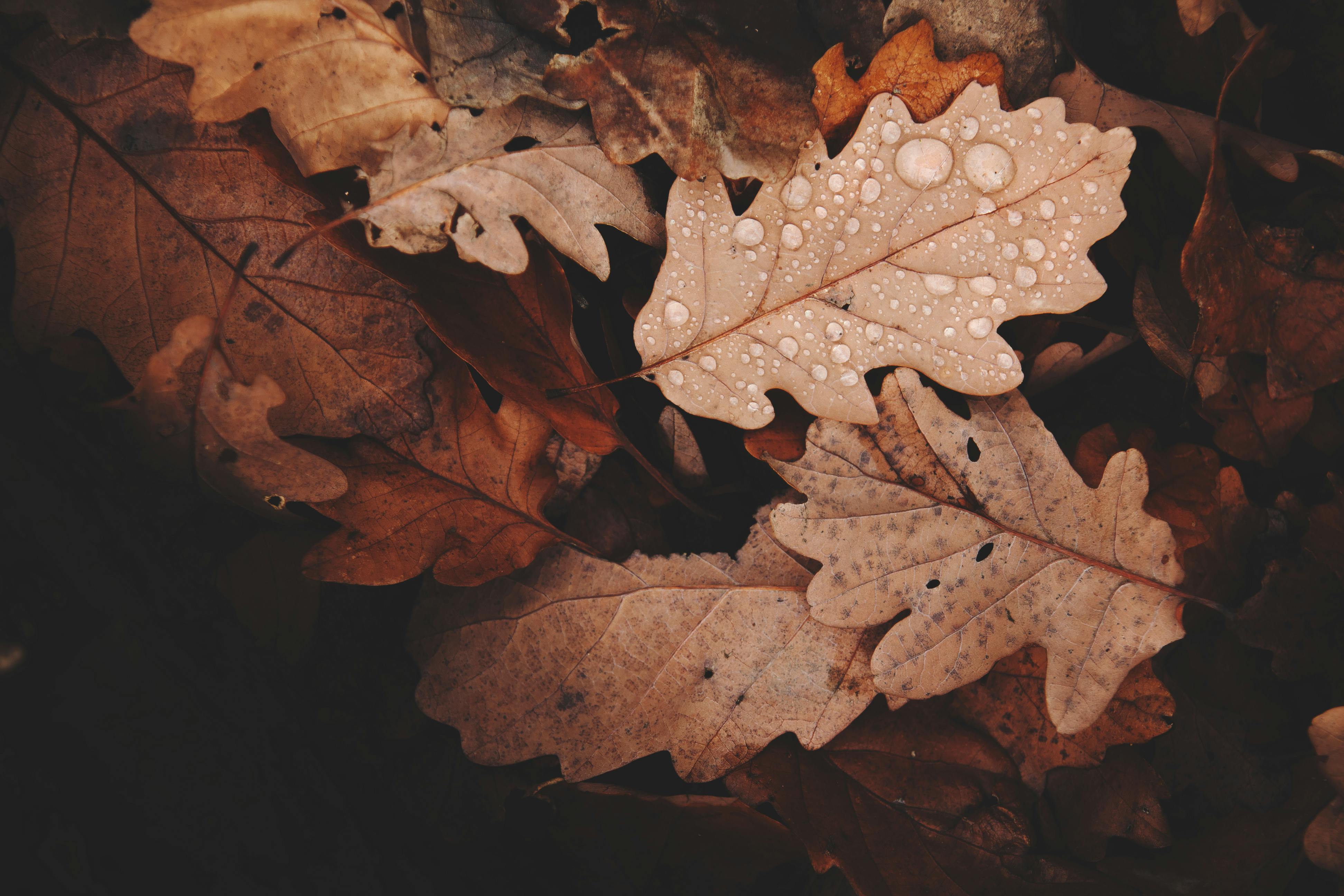 withered leaves photo