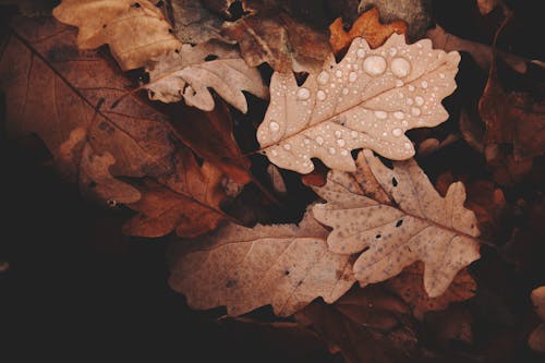 無料 枯れた葉の写真 写真素材