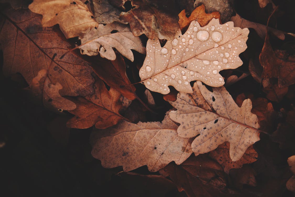 Photo De Feuilles Fanées