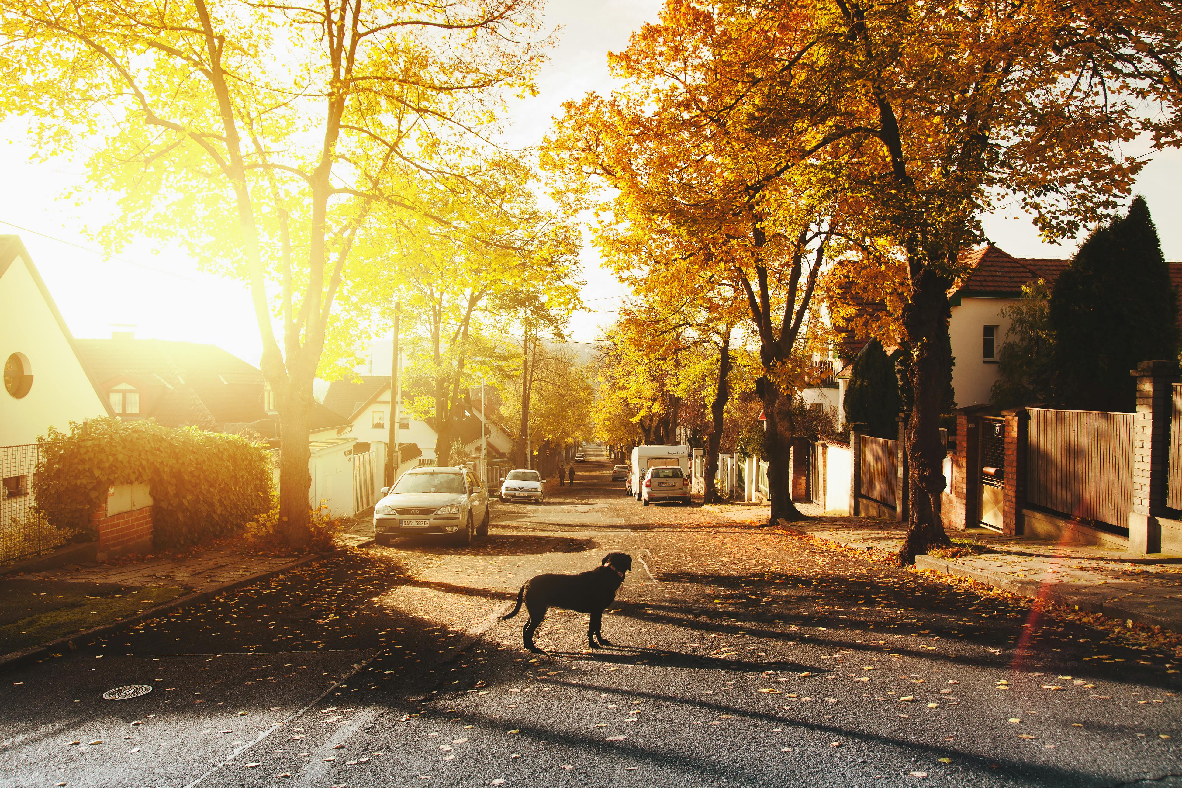 Dog on Concrete Road