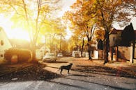 Dog on Concrete Road
