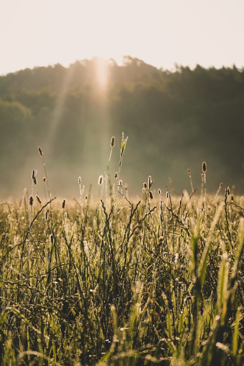 Free Beautiful sunrise over a misty field in Kristiansand, showcasing nature's serene beauty. Stock Photo