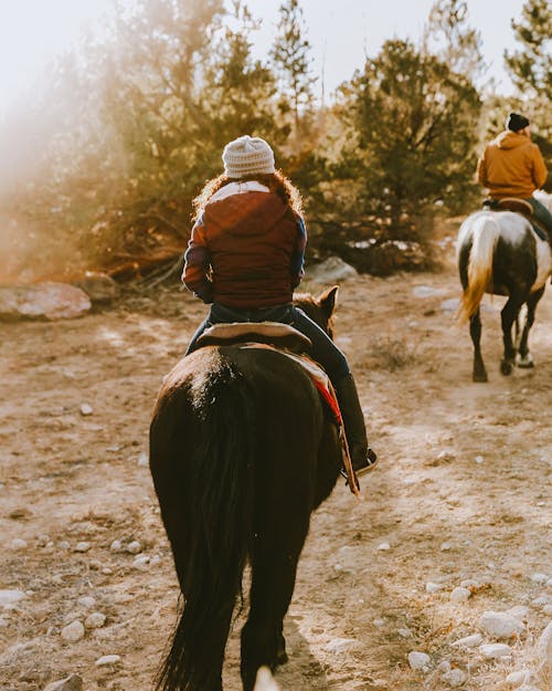 Immagine gratuita di animale, cavallo, equitazione