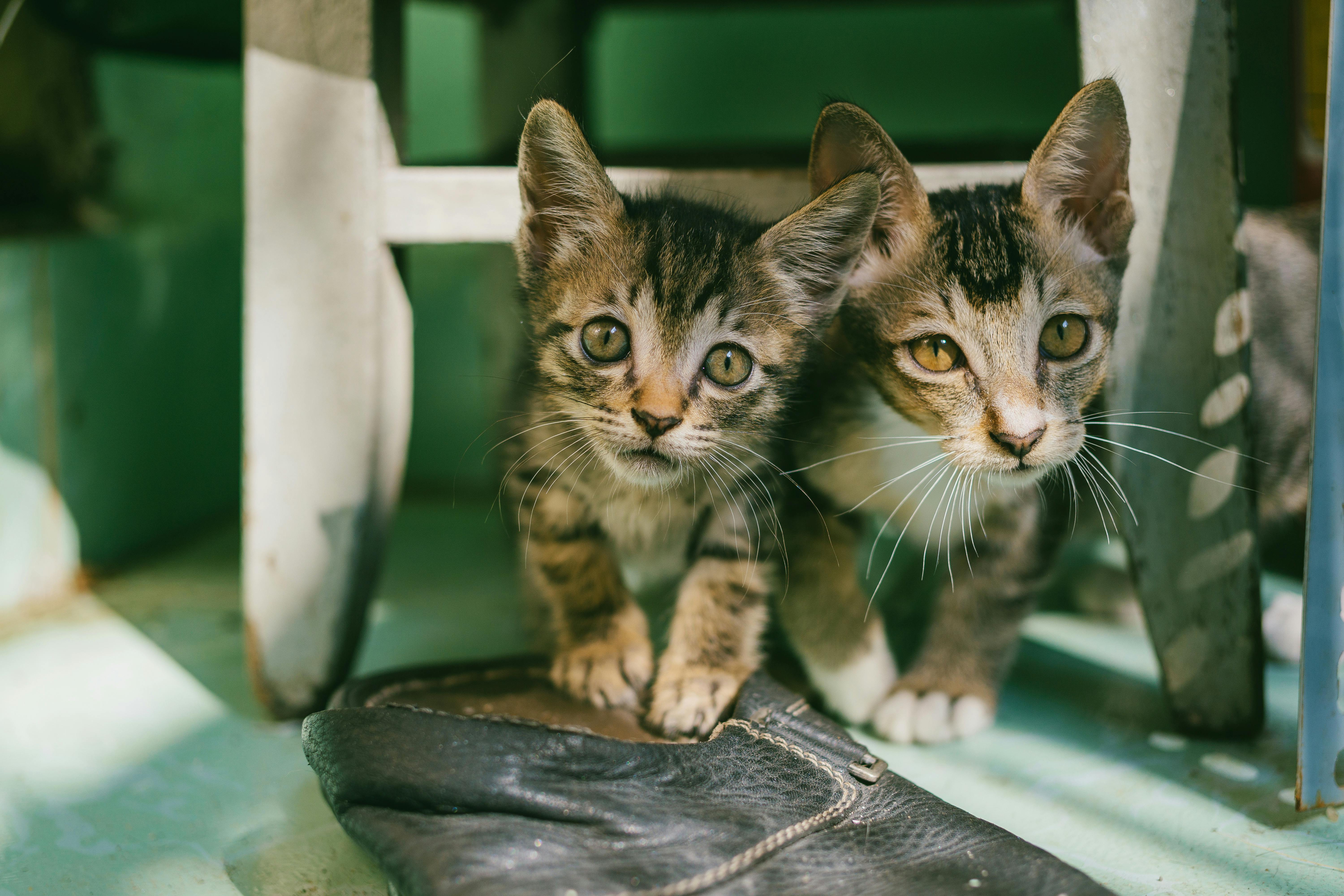 tabby kittens for free