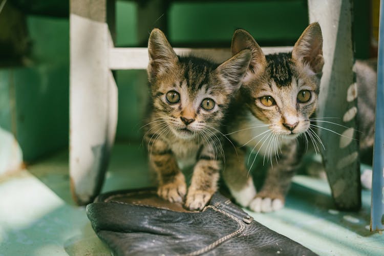 Two Brown Tabby Kittens