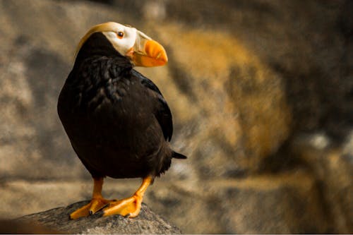 Free Closeup Photography of Puffin Perching on Rock Stock Photo