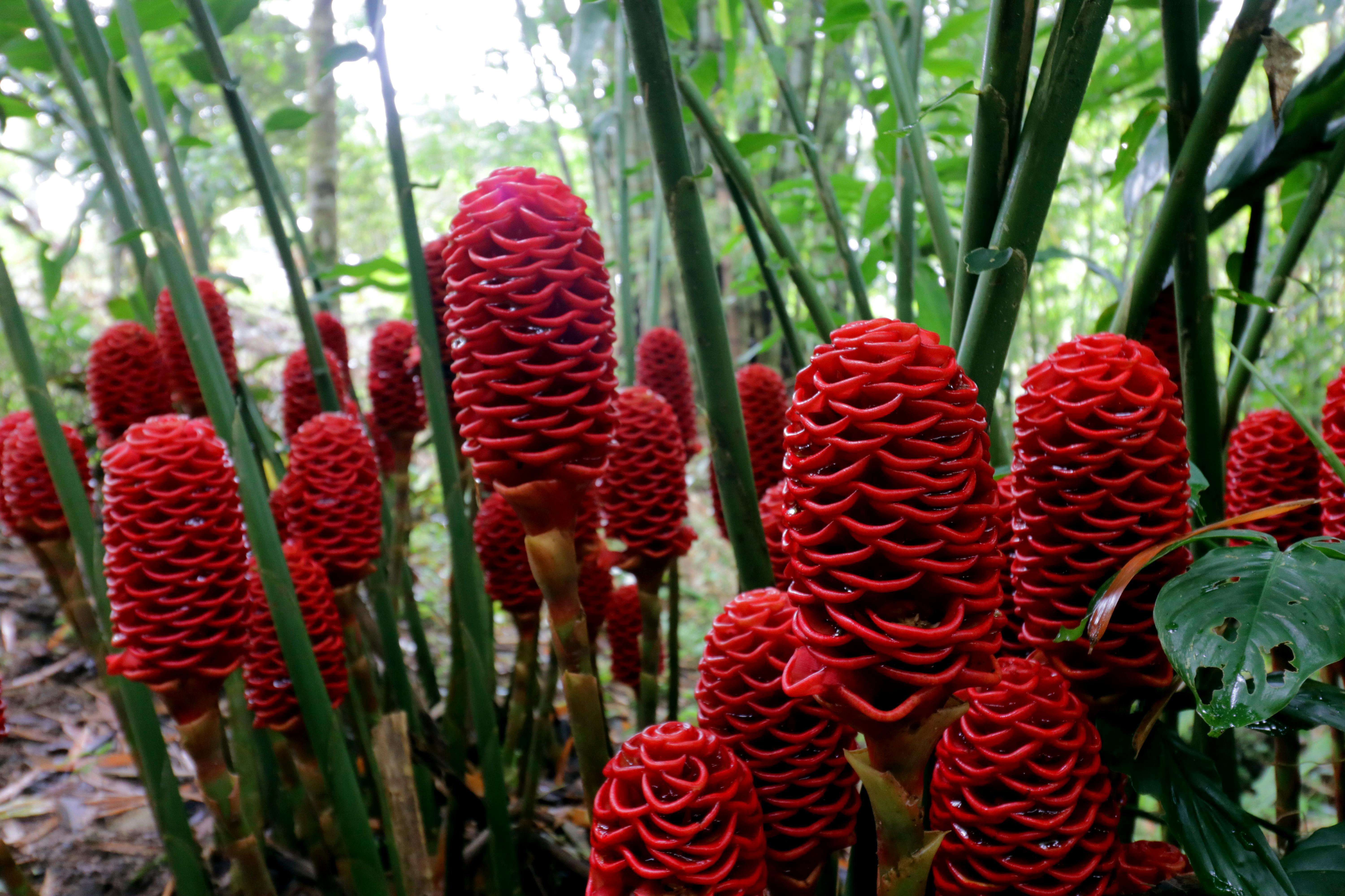 Free stock photo of costarica, nature, rainforest