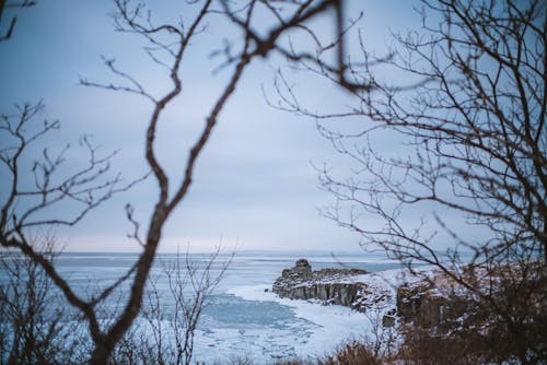 Bares Tree Near Body of Water