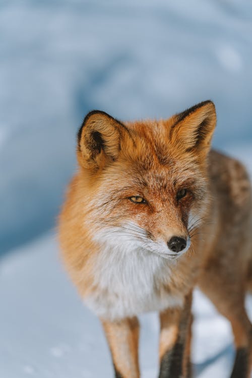 Close-Up Shot of Sakhalin Fox
