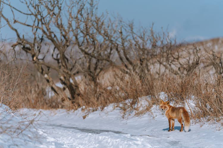 Fox On Snow Covered Ground