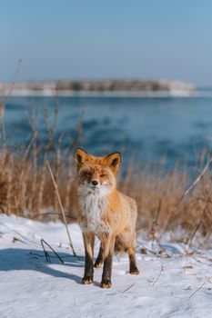 fox photo