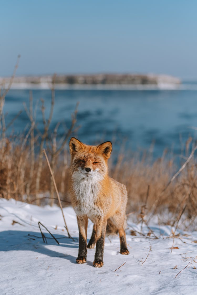 Fox Standing On Snow Covered Ground