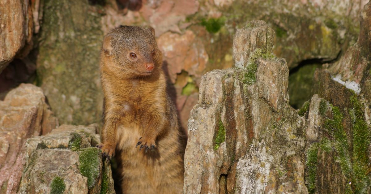 Animal Control Rocks Animal amidst Rocks · Free Stock Photo