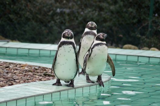 Three Humboldt penguins standing at the edge of a pool in a zoo, showcasing their unique black and white plumage.