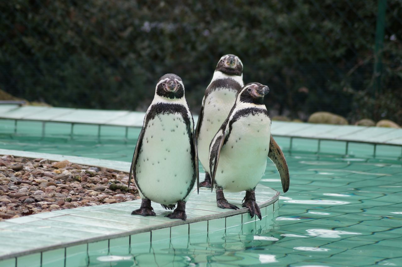 three humboldt penguins standing at the edge of a pool in a zoo showca
