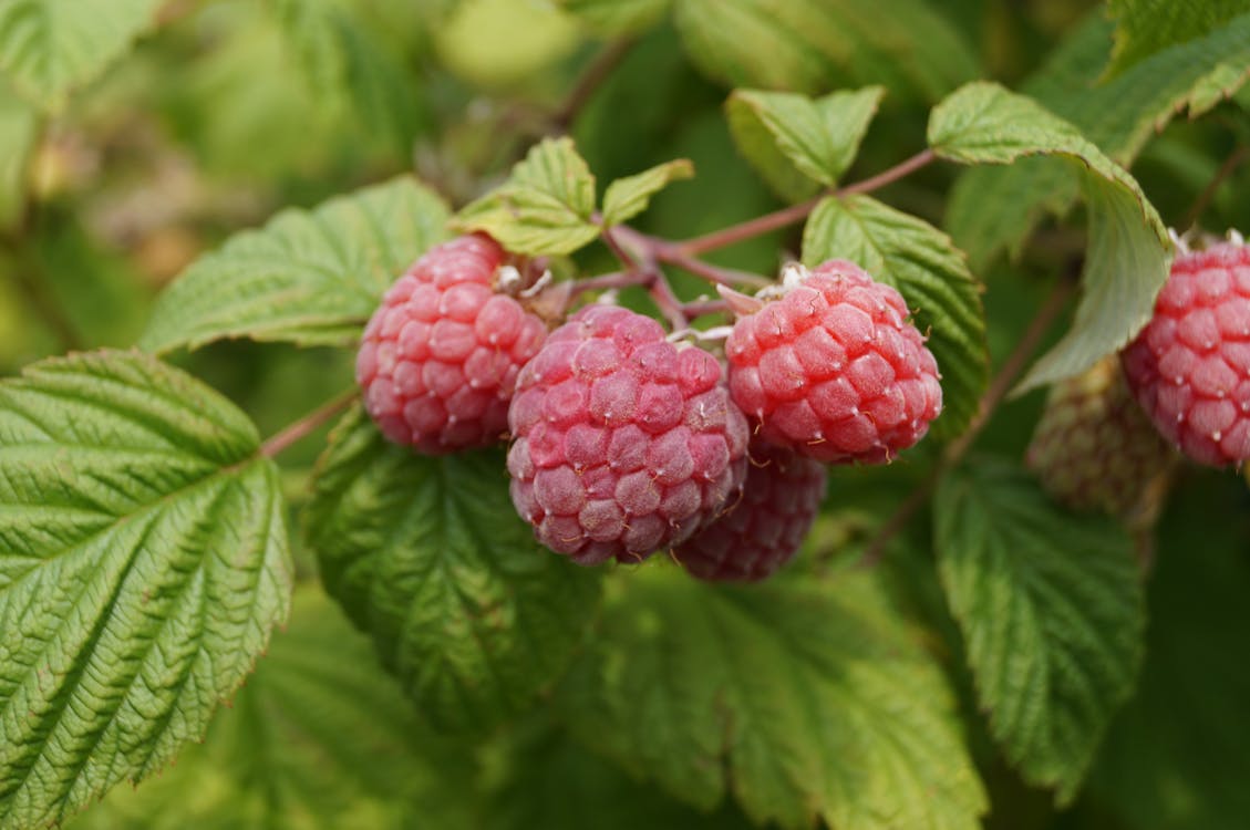 A Raspberry on the Tree · Free Stock Photo