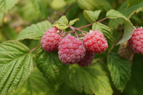 Free Detailed close-up of ripe raspberries growing amongst green leaves in a garden setting. Stock Photo