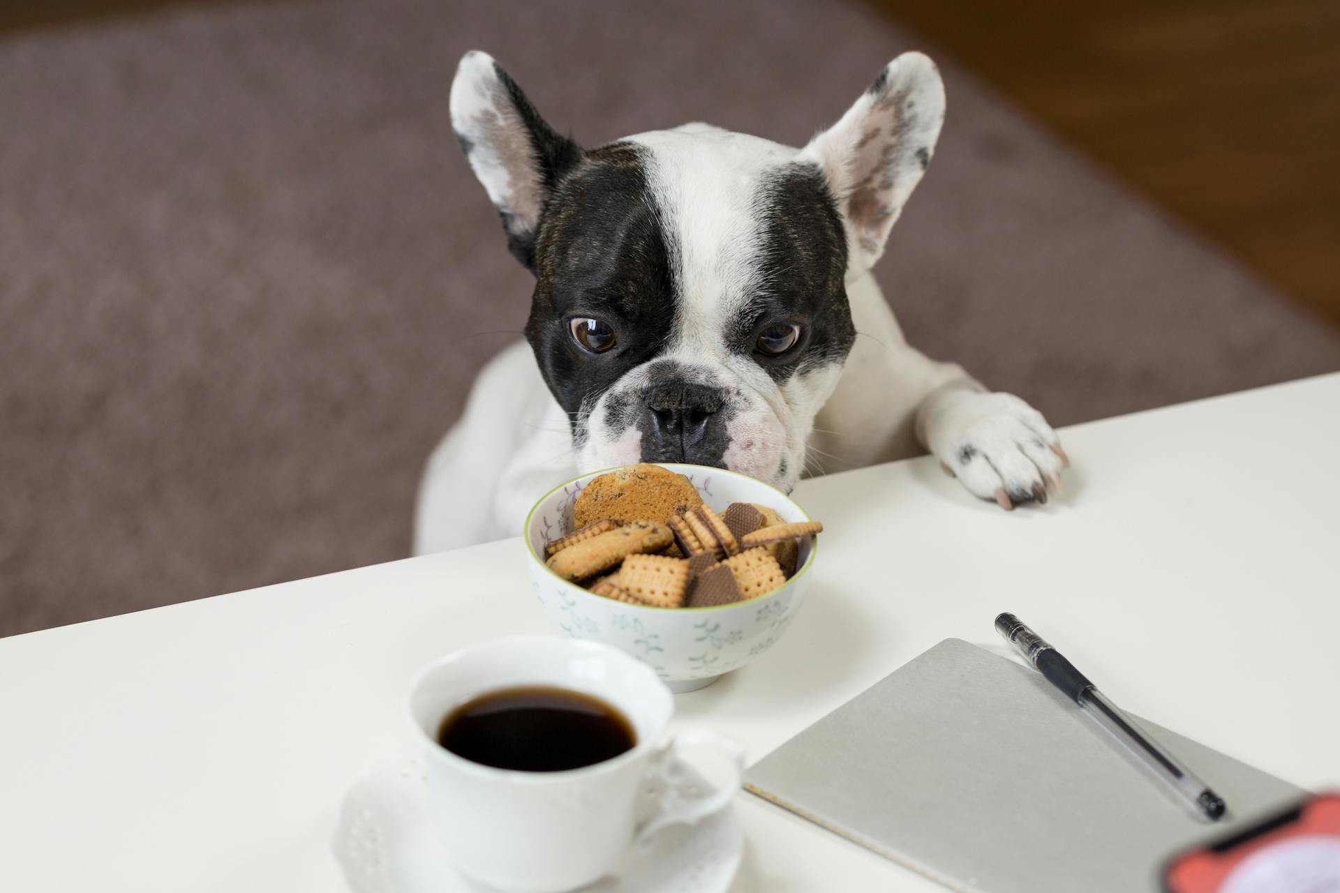 White and Black English Bulldog Stands in Front of Crackers on Bowl at Daytime