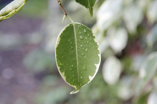 Close-up of a variegated leaf with raindrops, illustrating fresh, natural beauty.