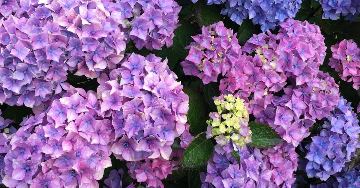 Free stock photo of blue, flowers, purple