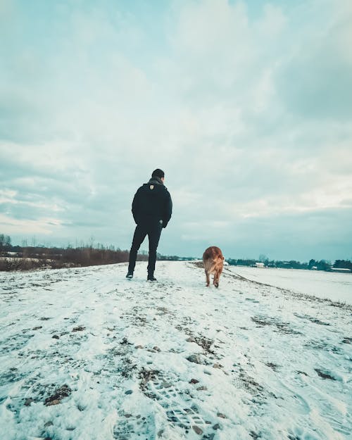 dogwalk, 人walking狗, 冬天的背景 的 免費圖庫相片