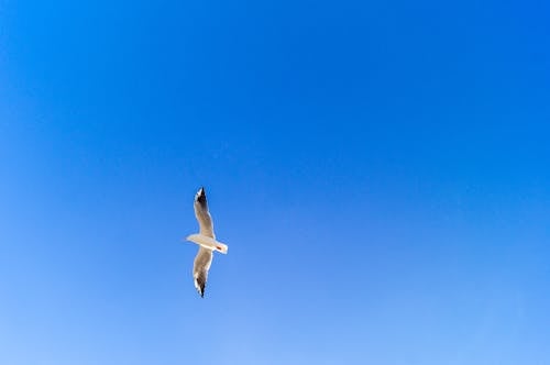 Foto stok gratis bidikan sudut rendah, burung, fotografi binatang