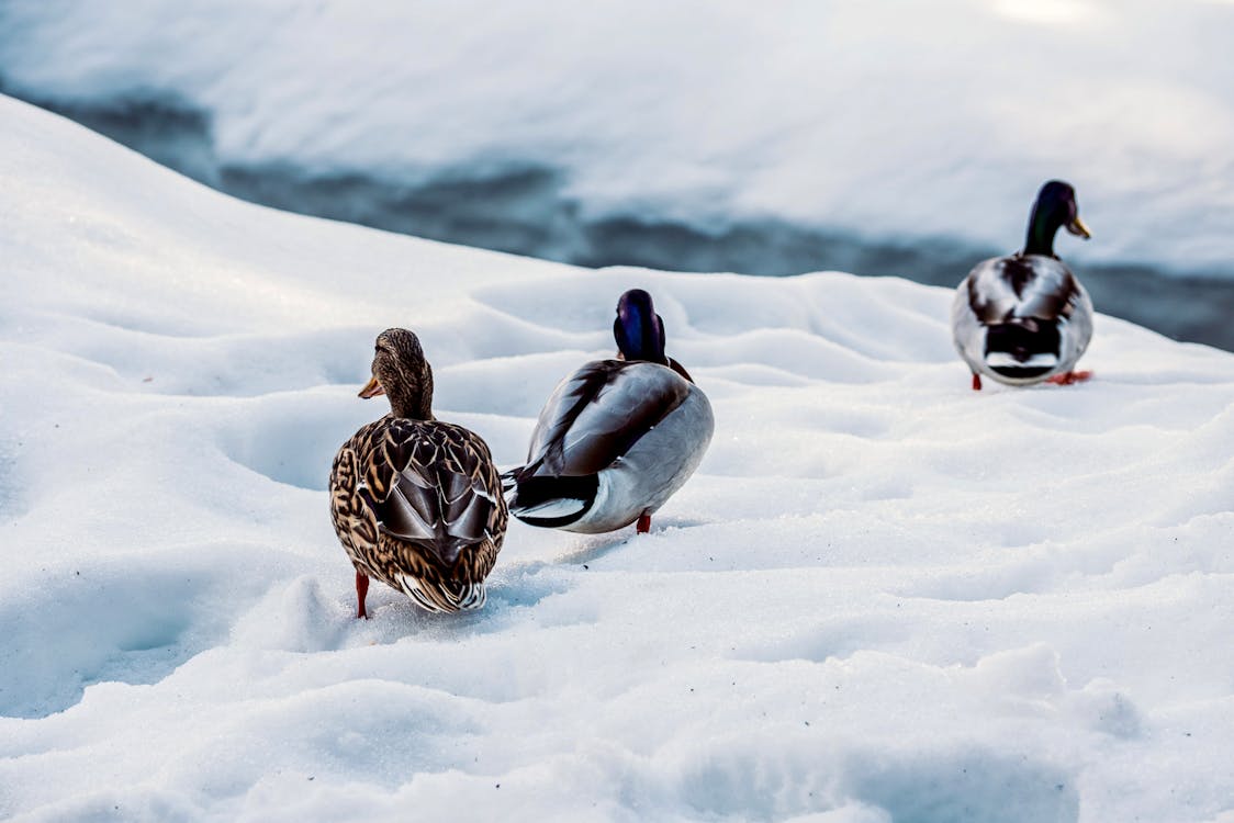 Duck with spotted feathers strolling on snowy coast against drakes and creek in wintertime