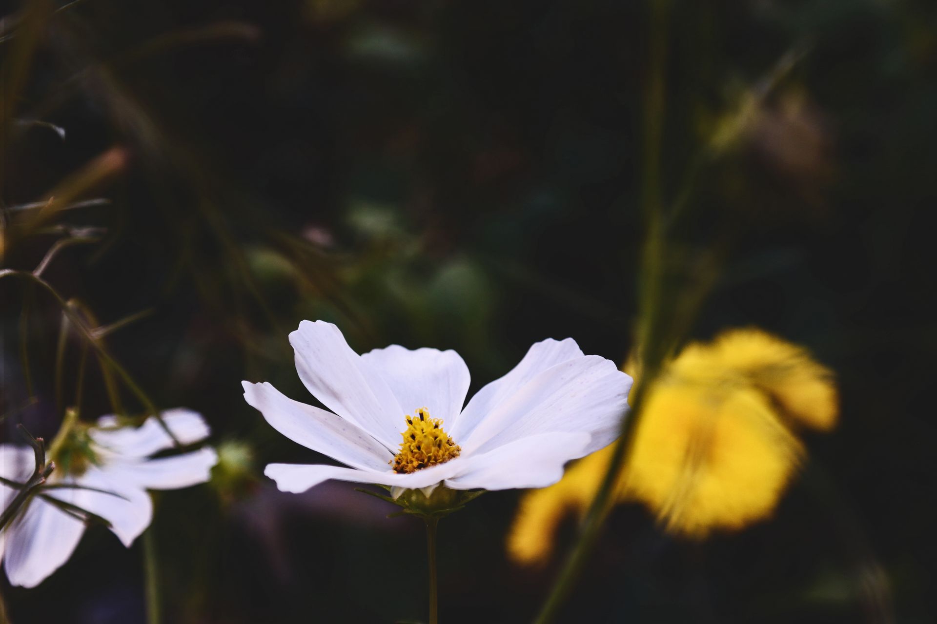 A delicate white cosmos flower with a vibrant yellow center in a natural setting.