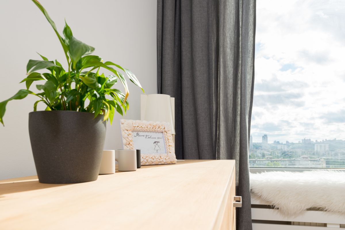 Neue Trendpflanzen für die Wohnung: 4 DIY-Pflanzideen — Hero-Aufnahme