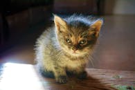 一只毛茸茸的可爱小猫坐在木地板上，沐浴在室内柔和的阳光下