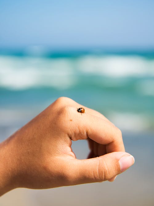 Close-Up Shot of a Person's Hand with Ladybug