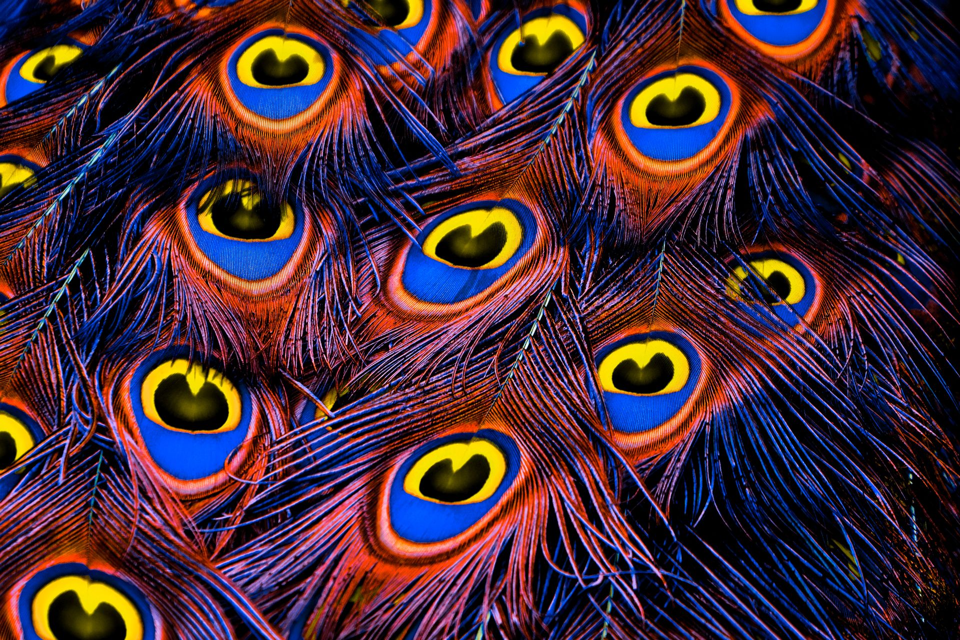 A stunning close-up showcasing the intricate and colorful pattern of peacock feathers.