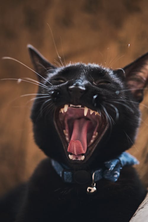 A Close-Up Shot of a Black Cat