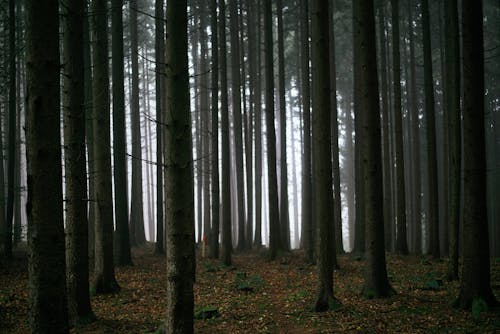 Bezpłatne Darmowe zdjęcie z galerii z ciemny, drzewa, las Zdjęcie z galerii