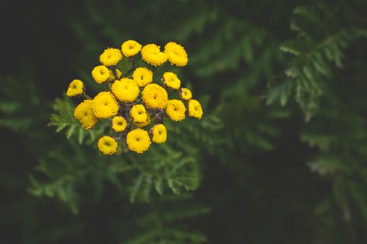 A Close-Up Shot of Tansy Flowers
