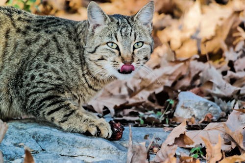 Gato Malhado Preto E Branco Na Pedra Branca