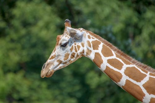 Free Brown and White Giraffe in Close Up Photography Stock Photo