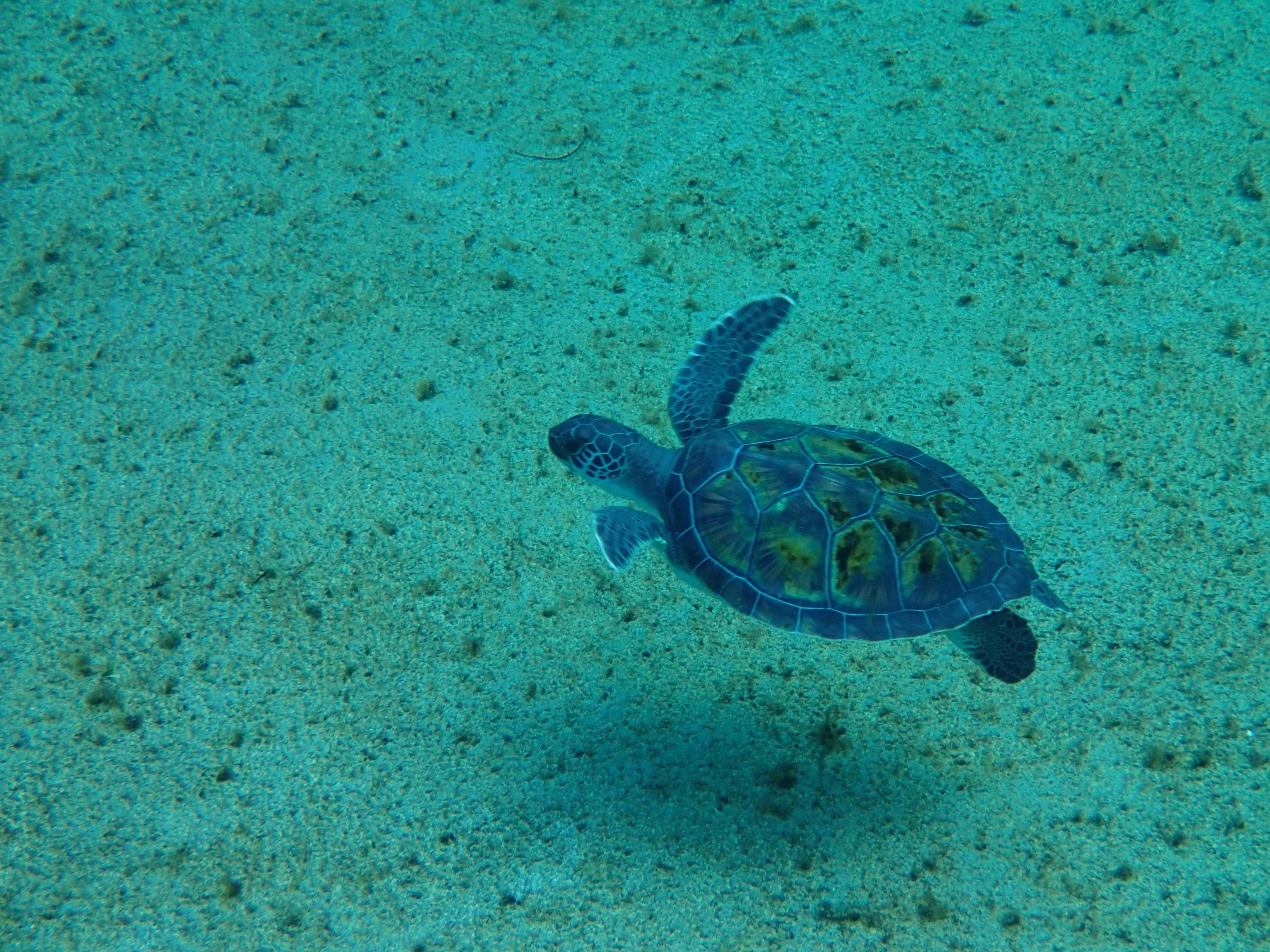 Free stock photo of cayman islands, sea turtle, underwater