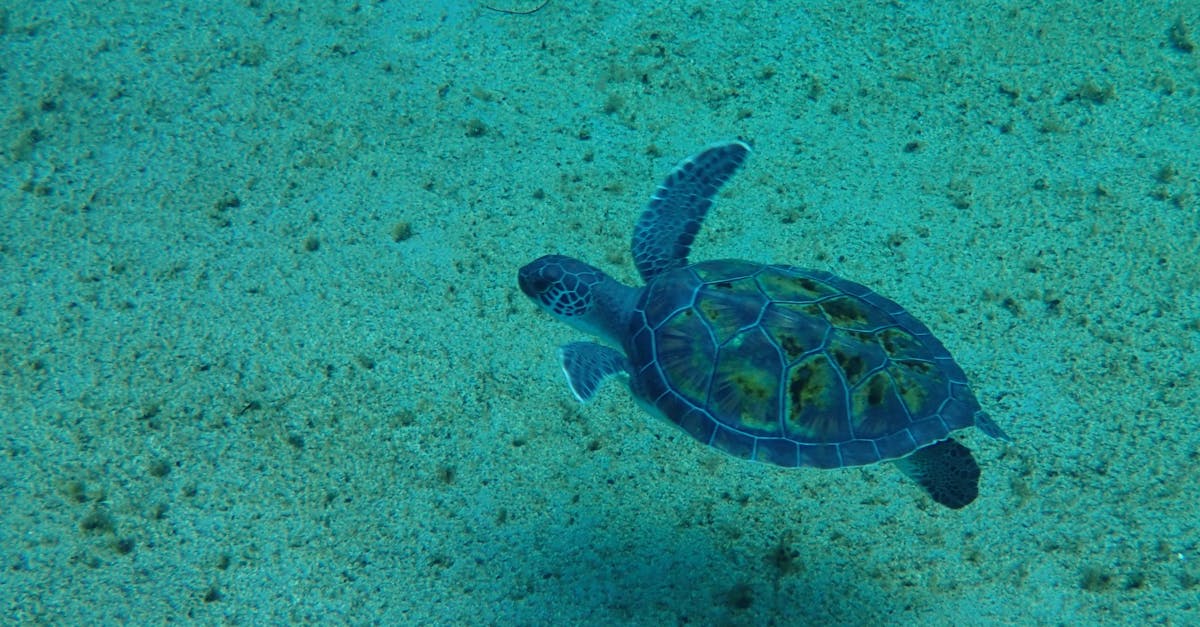 Free stock photo of cayman islands, sea turtle, underwater