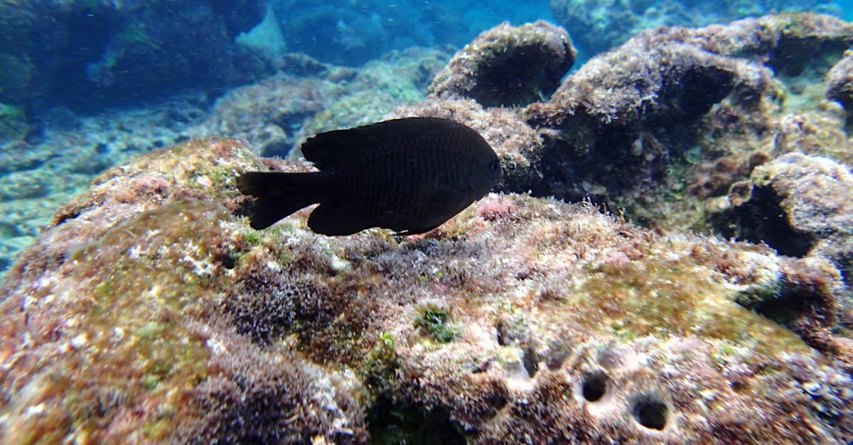 Free stock photo of black fish, ocean fish, underwater