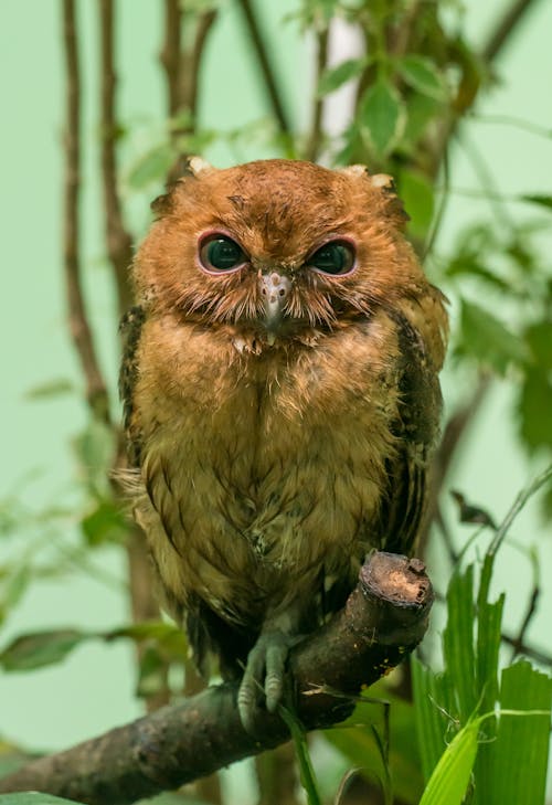 An Owl Perching on a Branch