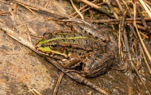 Free Detailed image of a marsh frog in a natural habitat, surrounded by wet ground and branches. Stock Photo