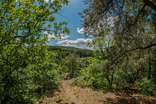 Kostenloses Stock Foto zu berg, grüne bäume, landschaft