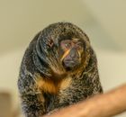 Close Up Shot of a Monkey