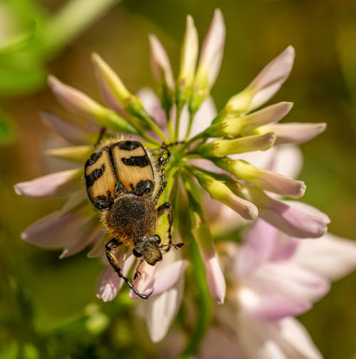 Photos gratuites de abeille, beetle, fermer