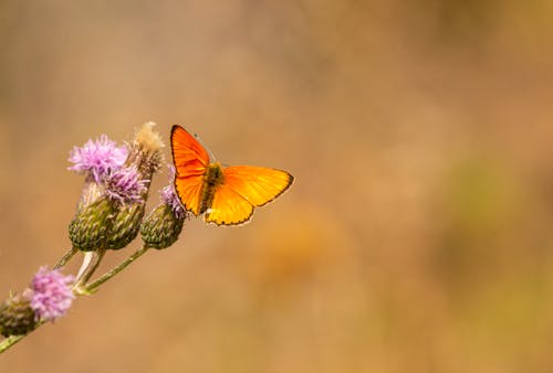 Close-Up Shot of an Orange Butterfly Perched on Flowers