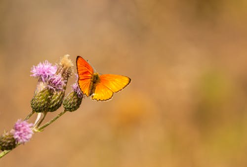 Fotobanka s bezplatnými fotkami na tému bezstavovce, hĺbka ostrosti, hmyz