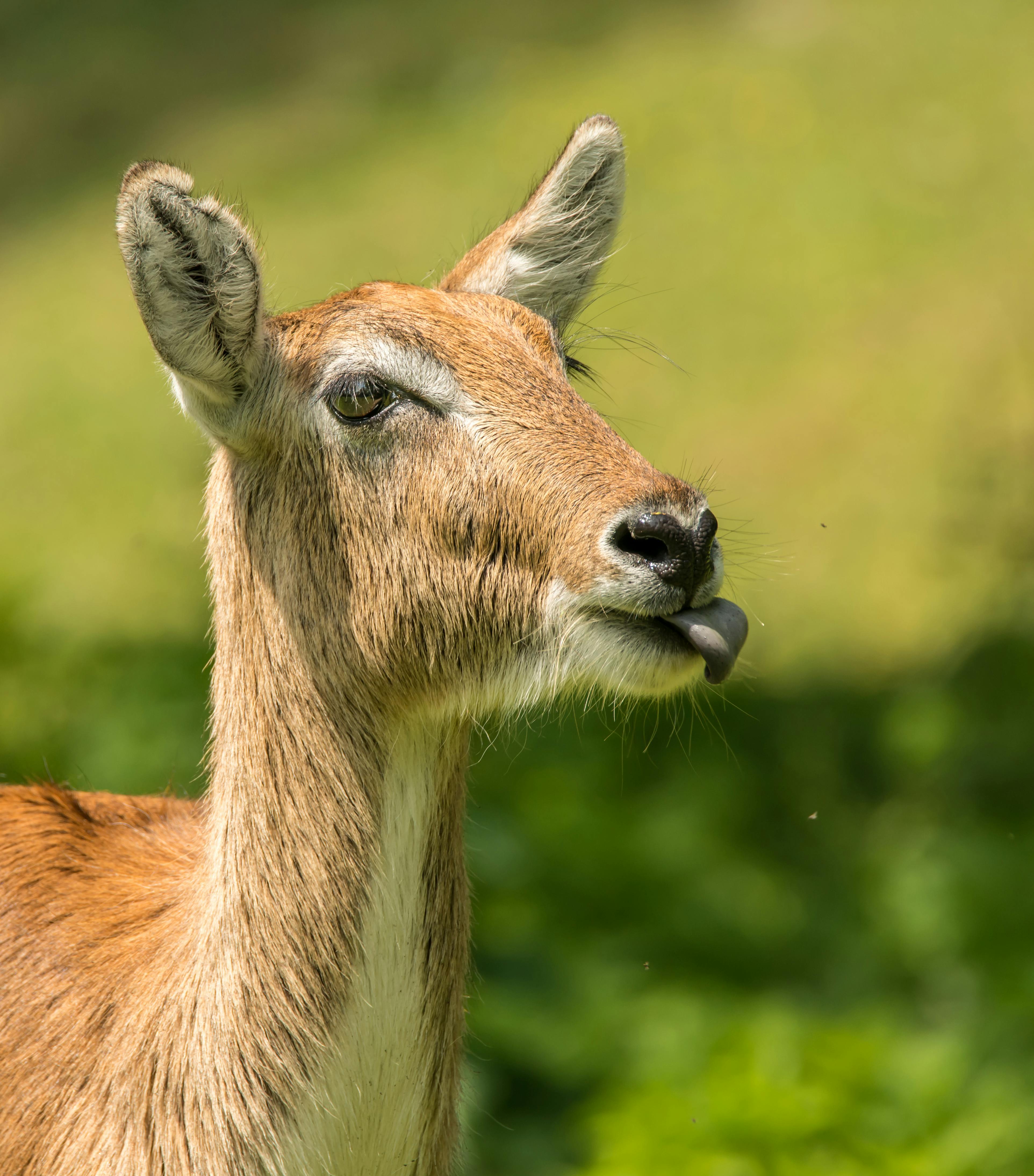 saber toothed deer