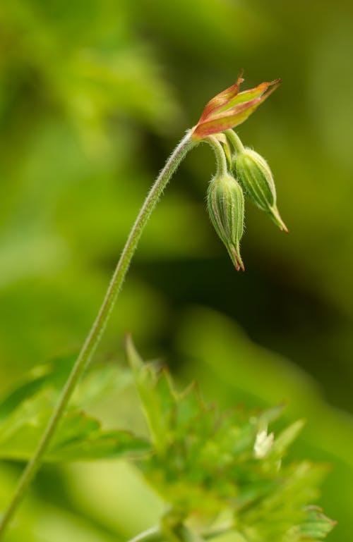 Free Green Flower Buds in Close Up Photography Stock Photo